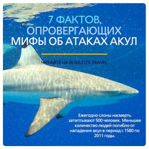 7 фактов, опровергающих мифы об атаках акул на людей