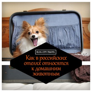 Как российские отели относятся к домашним животным